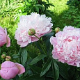 Пион травянистый Алерти Пион травянистый Алерти