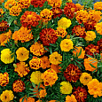 Бархатцы отклоненные Русский Размер F1, смесь Бархатцы отклоненные Русский Размер F1, смесь