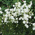 Колокольчик (Кампанула) персиколистный Takion White