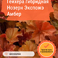 Гейхера гибридная Нозерн Экспожэ Амбер Гейхера гибридная Нозерн Экспожэ Амбер