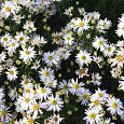 Астра кустарниковая Schneekissen Астра кустарниковая Schneekissen
