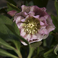 Морозник восточный Pink spotted double