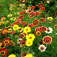 Хризантема килеватая Смесь окрасок Хризантема килеватая Смесь окрасок