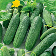 Огурец Гибридный Перента f1 Огурец Гибридный Перента f1