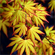 Клен дланевидный Katsura Клен дланевидный Katsura