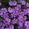 Флокс шиловидный Пёпл Бьюти