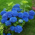 Гортензия крупнолистовая Либертин Блю