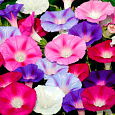 Ипомея Смесь окрасок
