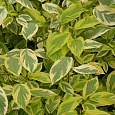 Дерен (кизил) шелковстый Hedgerow's Gold Дерен (кизил) шелковстый Hedgerow's Gold