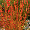 Дерен (кизил) отпрысковый Winter flame Дерен (кизил) отпрысковый Winter flame