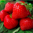Земляника садовая Ламбада Земляника садовая Ламбада