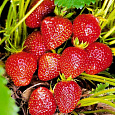 Земляника садовая Фея Земляника садовая Фея