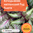 Кочедыжник ниппонский Ред Бьюти