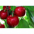 Черешня  Родина