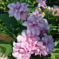 Калистегия плющелистная Flore Pleno
