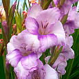 Гладиолус Бамбино Кондор Паса Гладиолус Бамбино Кондор Паса