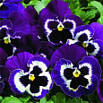 Виола крупноцветковая Карма Виолет виз Фэйс Виола крупноцветковая Карма Виолет виз Фэйс