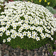Камнеломка Арендса Rockies White