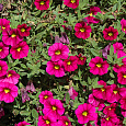 Калибрахоа Can-Can Rosies Magenta